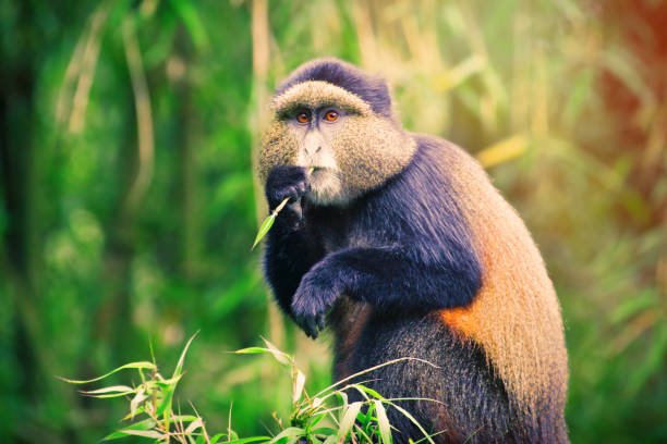Golden Monkey In Volcanoes National Park